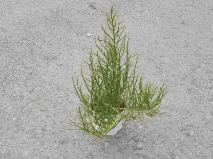 סליקורניה - ק.11