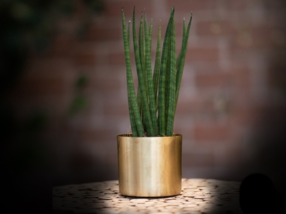 סנסיווריה גלילית