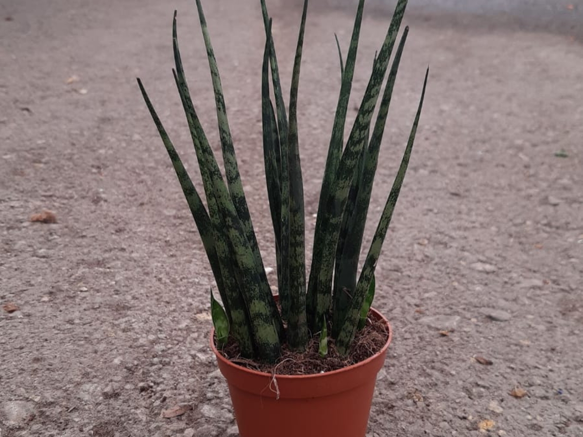 סנסיויריה גלילית פרנווד בנטל- ע. 8