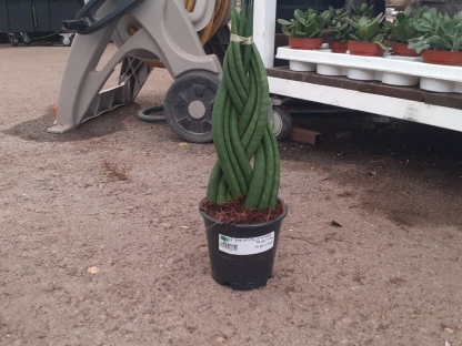 סנסיויריה גלילית צמה בנטל- ע. 12