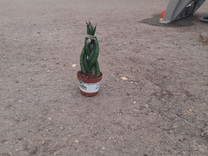 סנסיויריה גלילית צמה בנטל- ע. 6