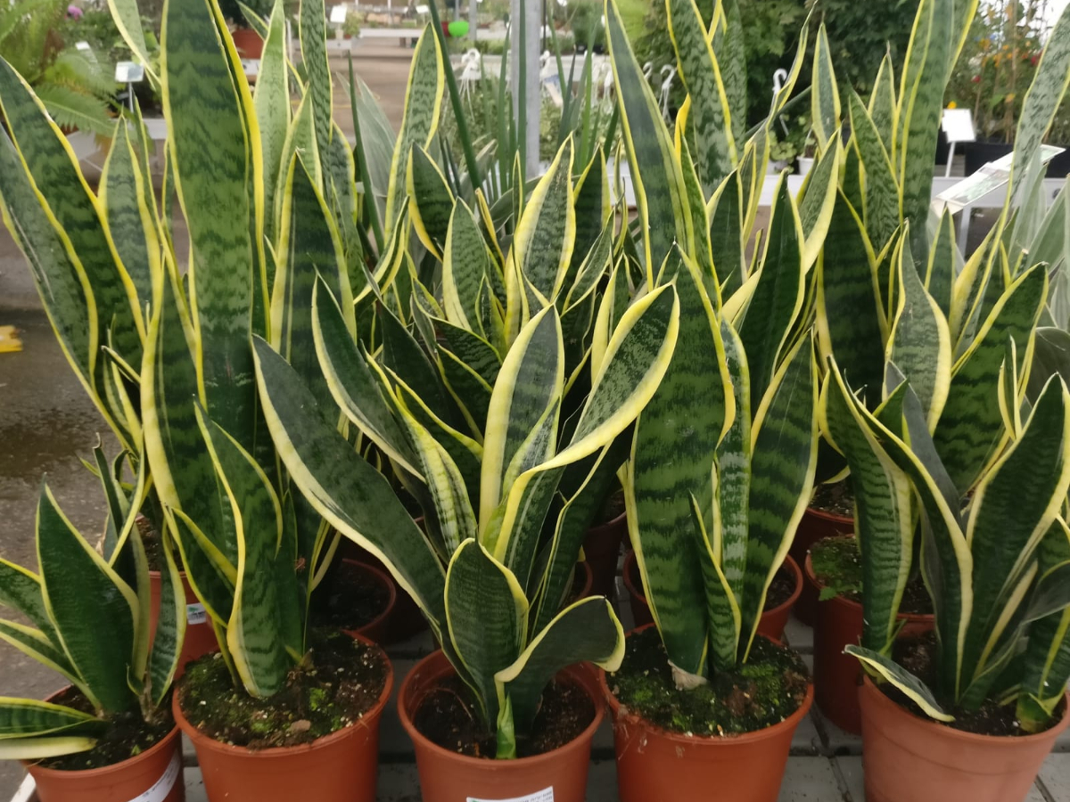 סנסיווריה מגוונת