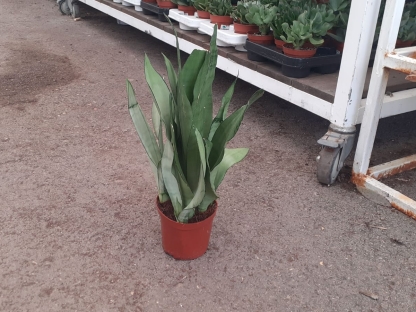 סנסיויריה מון-שיין בנטל- ע. 12