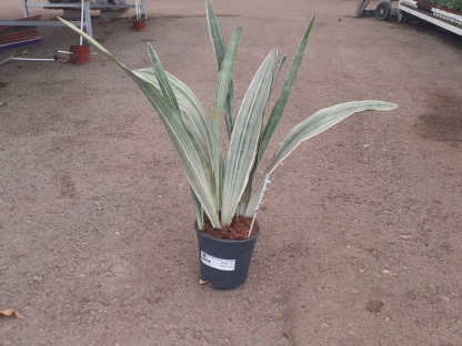 סנסיויריה מגוונת אובריטניאנה בנטל - ע.14