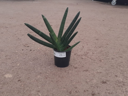 סנסויריה טיארה בנטל-ע. 9