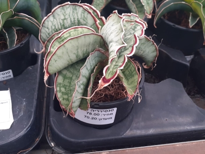 סנסיויריה סטאר גרניט בנטל- ע. 9