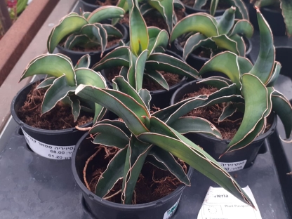 סנסיויריה סטאר קנרי בנטל- ע. 9