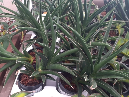 סנסויריה קומט בנטל-ע. 9