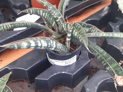 סנסיוריה קירקי בנטל- ע. 10