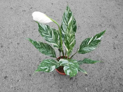 ספטיפילום דיאמונד - ע.14