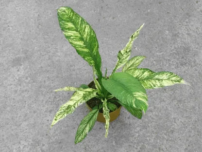 ספטיפילום סנסיישן אלבו