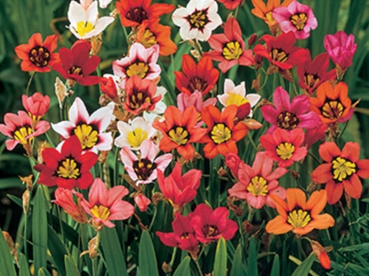 ספרקסיס/פקעות