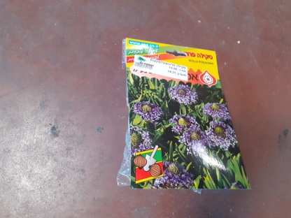 סקילה פרוויאנה/פקעות