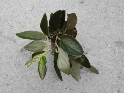 סקינדפסוס "דארק פורם" - ע.12