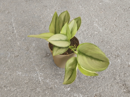 פוטוס/סקינדפסוס טראובי- ע. 12