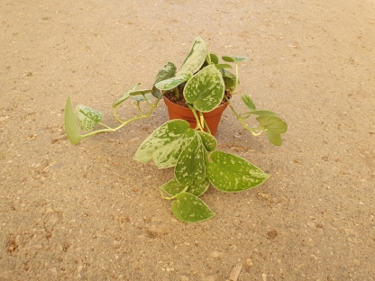 סקינדפסוס סילברי אן - ע.11