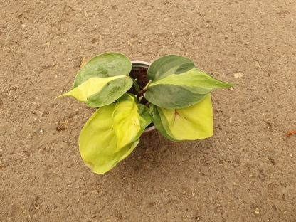 פילודנדרון סקנדנס מגוון ברזיל - ע. 10