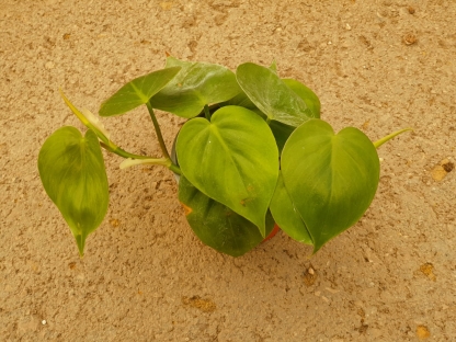 פילודנדרון סקנדנס - ע. 10