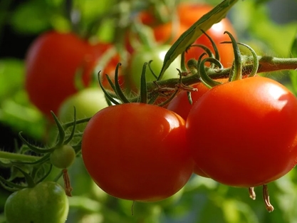 שתילי וצמחי ירקות