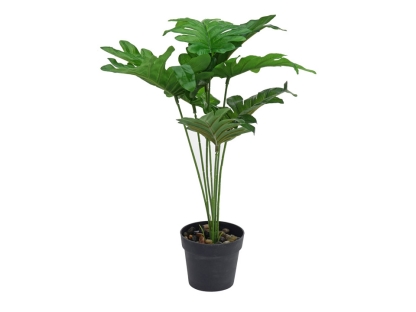 צ.מ- צמח טרופי בעציץ - סוג 2