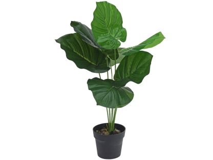 צ.מ- צמח טרופי בעציץ - סוג 3