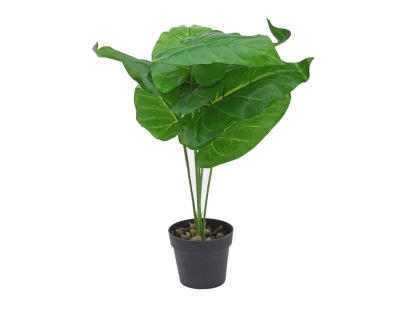 צ.מ- צמח טרופי בעציץ - סוג 4