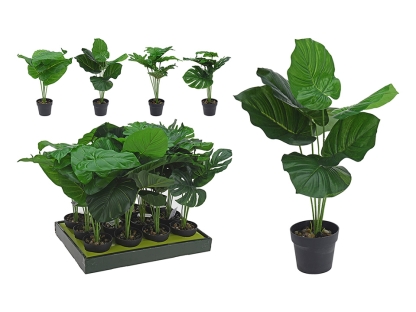 צמח טרופי בעציץ - 317002780