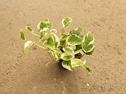 פוטוס לבן אנג'וי - ע.12