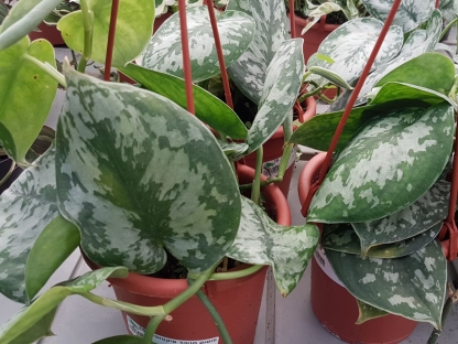 פוטוס מנוקד פיקטוס