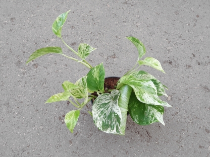 פוטוס מרבל קווין בנטל- ע. 12