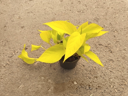 פוטוס ניאון - ע. 12