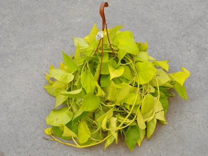 פוטוס ניאון - ע. 20