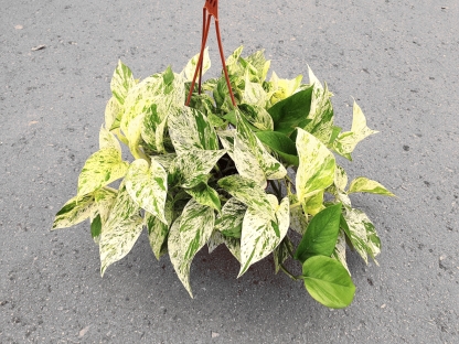 פוטוס שיש - ק.20