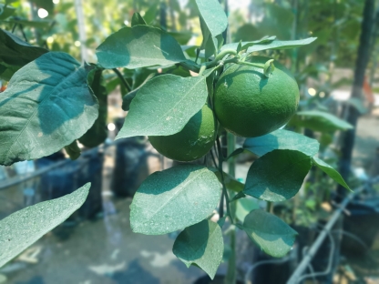 הדר פומלית - 10 ל'