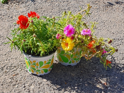 פורטולקה ח"ש