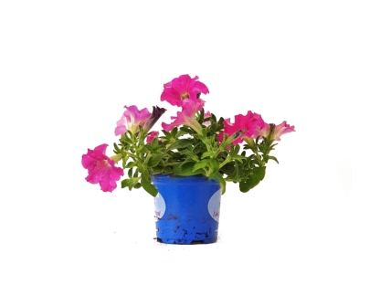 פטוניה עונתי