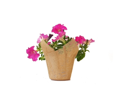 פטוניה עונתי נייר יוטה