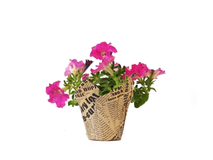 פטוניה עונתי נייר עיתון