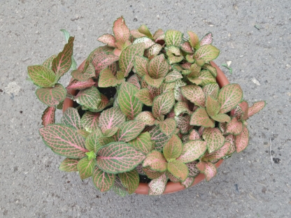 פיטוניה גידי כסף - ק. 20