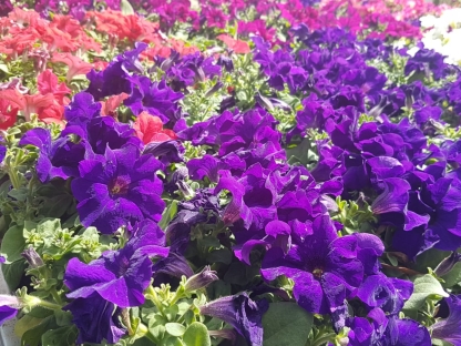 פטוניה עונתית