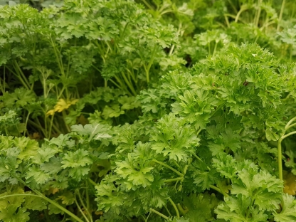 פטרוזיליה מסולסלת ק.11