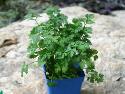 פטרוזיליה פשוטה ק.11