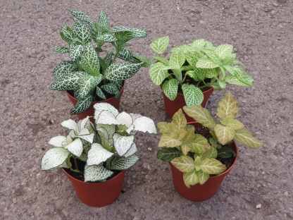 פיטוניה גידי כסף - ע. 9