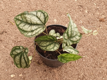 פייפר סלווטיקום - ע.15