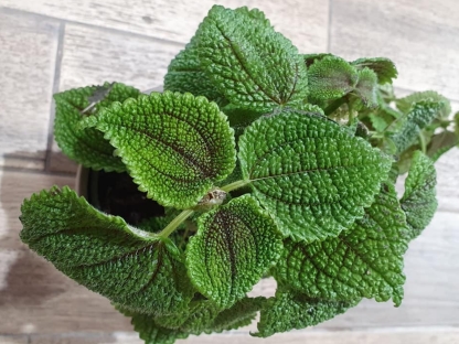 פילאה מון ואלי - ע.14