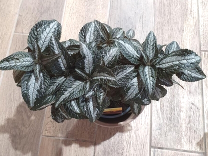 פילאה סילבר טרי - ע.14