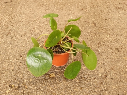 פילאה פפרומידיס - ע.9