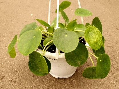 פילאה פפרומידיס ע.20