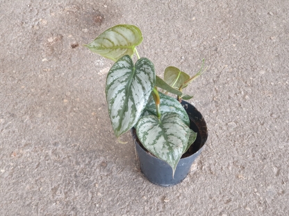 פילודנדרון ברנדטיאנום - ע.12