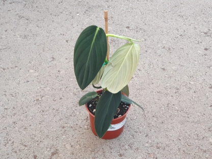 פילודנדרון גיגאס